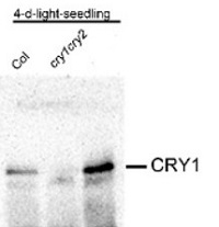 CRY1 | Cryptochrome 1 in the group Antibodies Plant/Algal  / Plant Developmental Biology / Photomorphogenesis at Agrisera AB (Antibodies for research) (AS16 3933)